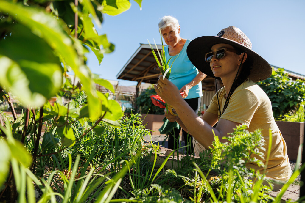 Him2506 Ay Maui Grow Some Good 196
