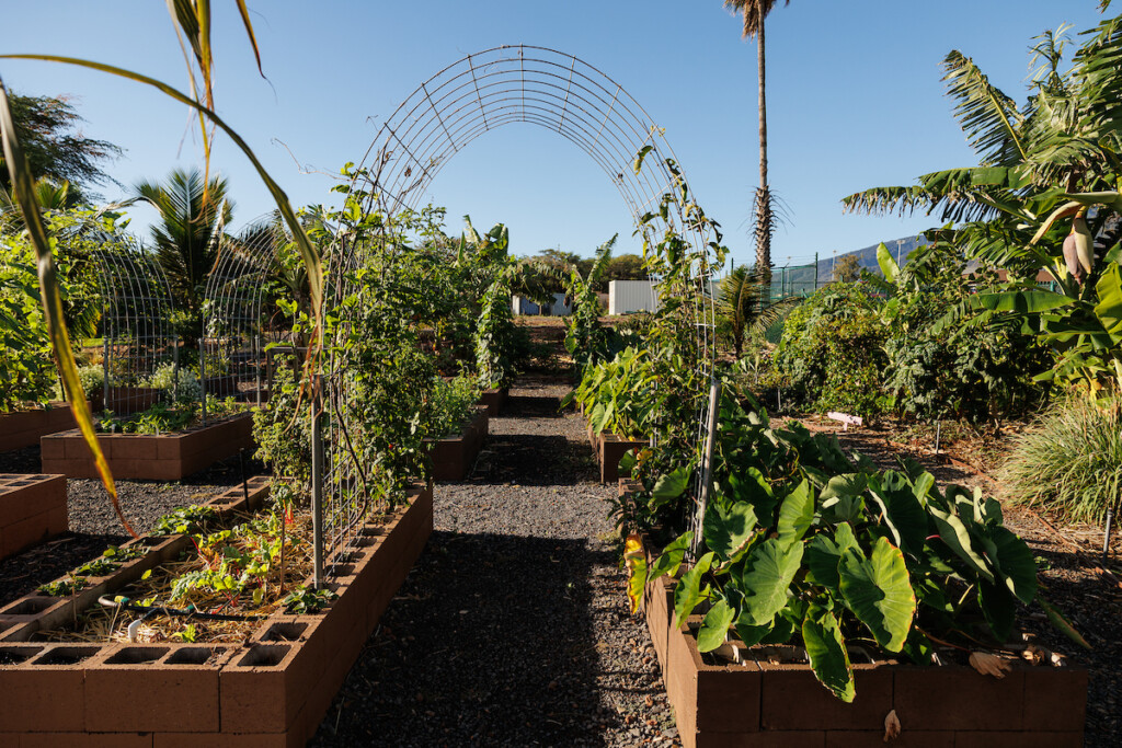 Him2506 Ay Maui Grow Some Good 28